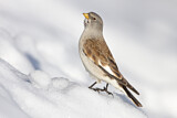 Image. White-winged Snowfinch