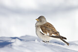 Image. White-winged Snowfinch