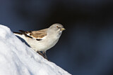 Image. White-winged Snowfinch