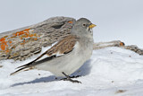 Image. White-winged Snowfinch