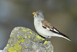 Image. White-winged Snowfinch