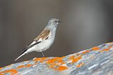 Image. White-winged Snowfinch
