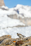 Image. White-winged Snowfinch