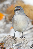 Image. White-winged Snowfinch
