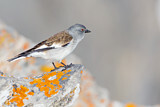 Image. White-winged Snowfinch