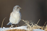 Image. White-winged Snowfinch