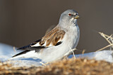 Image. White-winged Snowfinch