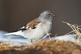 Image. White-winged Snowfinch