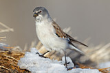 Image. White-winged Snowfinch