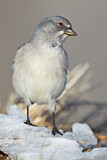 Image. White-winged Snowfinch