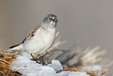 Image. White-winged Snowfinch