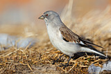Image. White-winged Snowfinch