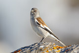 Image. White-winged Snowfinch