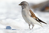 Image. White-winged Snowfinch