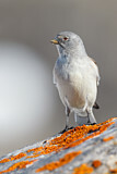 Image. White-winged Snowfinch