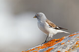 Image. White-winged Snowfinch
