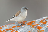 Image. White-winged Snowfinch