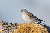 Image. White-winged Snowfinch