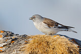 Image. White-winged Snowfinch
