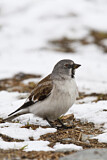 Image. White-winged Snowfinch