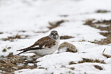 Image. White-winged Snowfinch