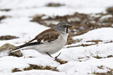 Image. White-winged Snowfinch