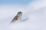 Image. White-winged Snowfinch