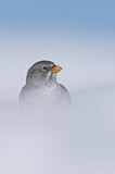 Image. White-winged Snowfinch