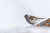 Image. White-winged Snowfinch