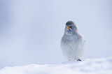 Image. White-winged Snowfinch