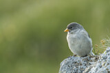 Image. White-winged Snowfinch