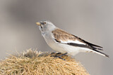 Image. White-winged Snowfinch