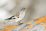 Image. White-winged Snowfinch