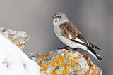 Image. White-winged Snowfinch