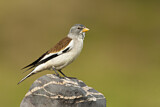 Image. White-winged Snowfinch
