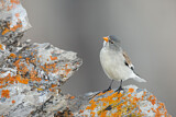 Image. White-winged Snowfinch