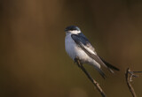 Image. White-winged Swallow