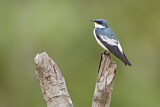 Image. White-winged Swallow