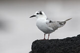 Image. White-winged Tern