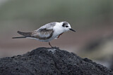 Image. White-winged Tern