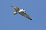 Image. White-winged Tern