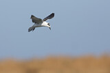 Image. White-winged Tern