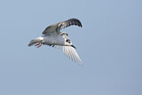 Image. White-winged Tern