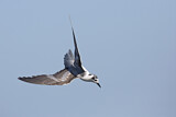 Image. White-winged Tern