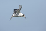 Image. White-winged Tern
