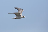 Image. White-winged Tern