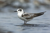 Image. White-winged Tern