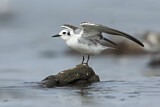 Image. White-winged Tern