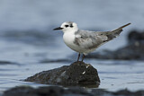 Image. White-winged Tern