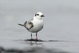 Image. White-winged Tern